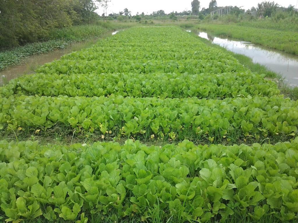 Green Village 1 껀터 외부 사진